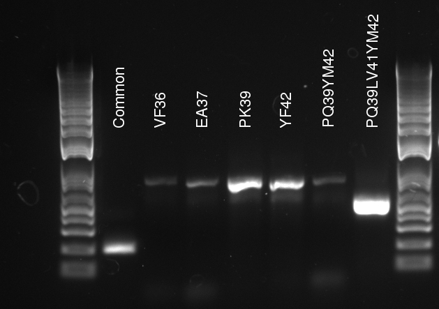 2011-08-02 tetR mutation PCR HiFiPLUS.jpg