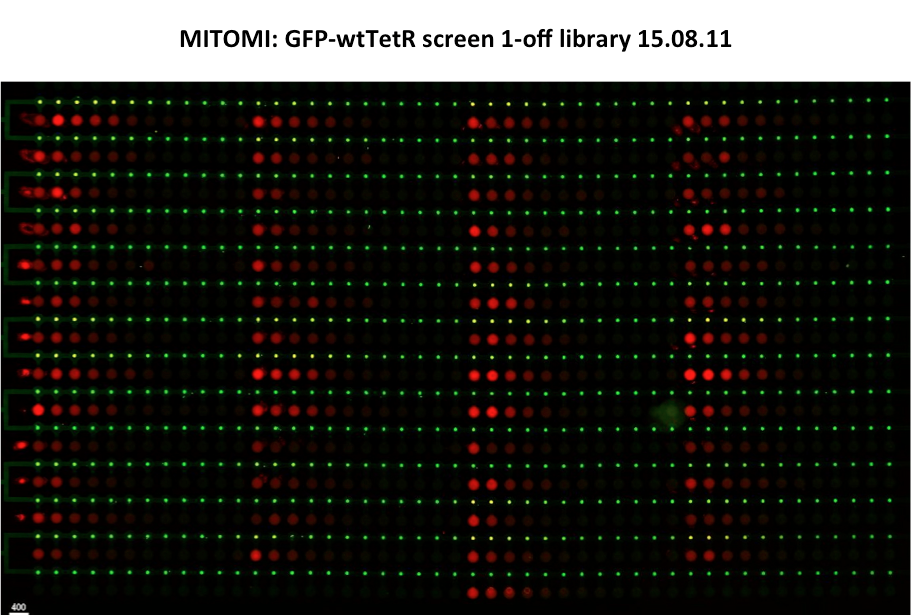 EPFL2011 1-off TetR mitomi 150811.png
