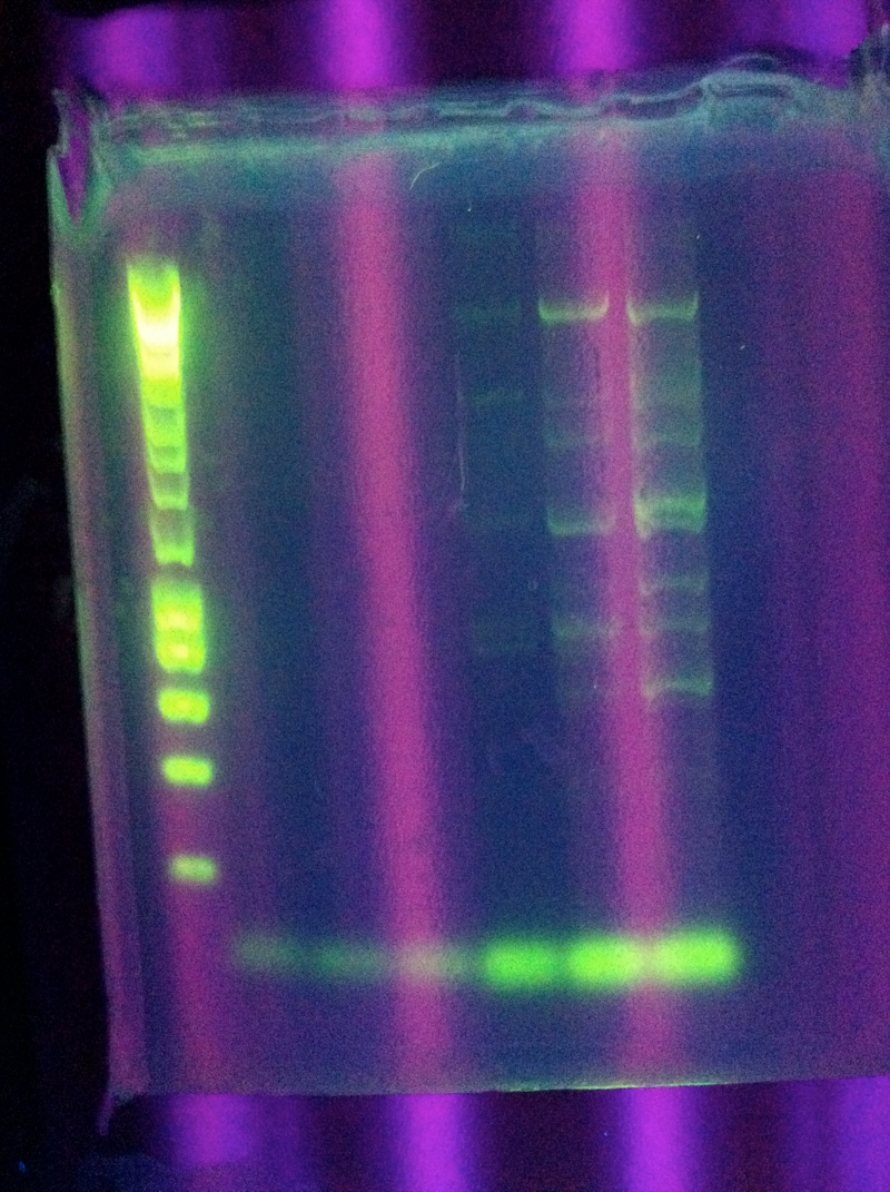 ASU 88 PCR.jpg