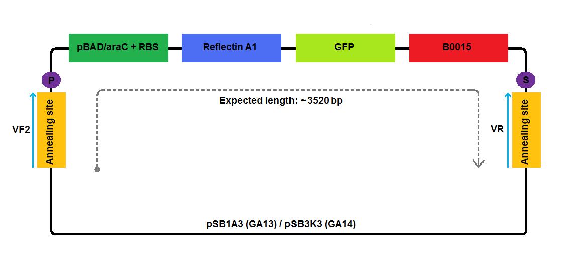 Cam igem-GA13-diagnostic(I).jpg