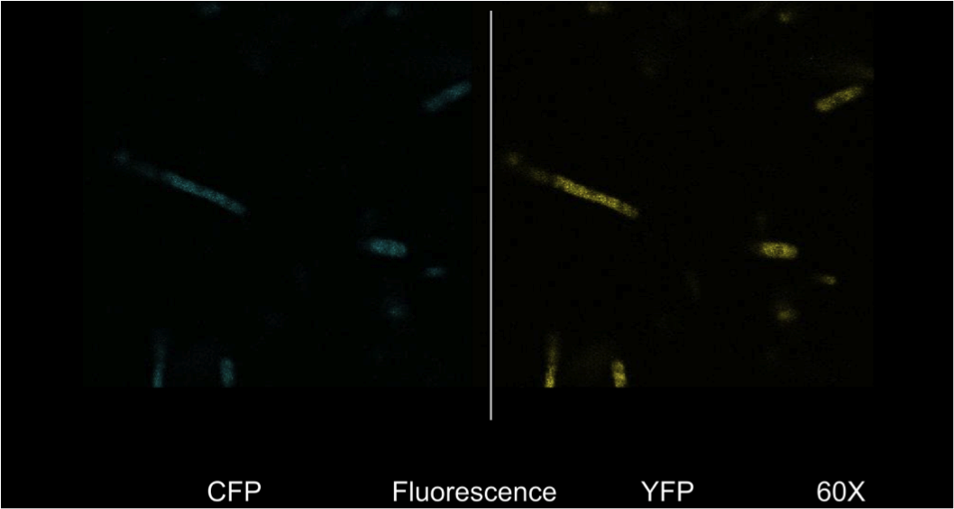 UoflECFluorescence.png