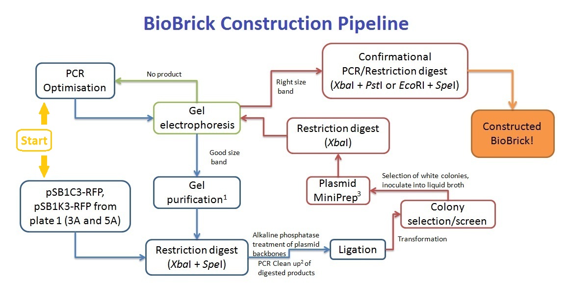 Biobrick flowchart.jpg
