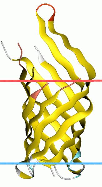 OmpA-like transmembrane domain.jpg
