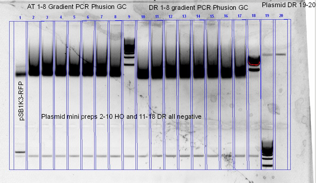 Gradient PCR of phusion GC.JPG