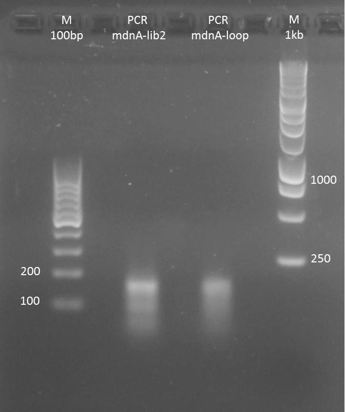 UP PCR mdnA library mdnA-lib2 mdnloop Nad 2011-08-29.jpg