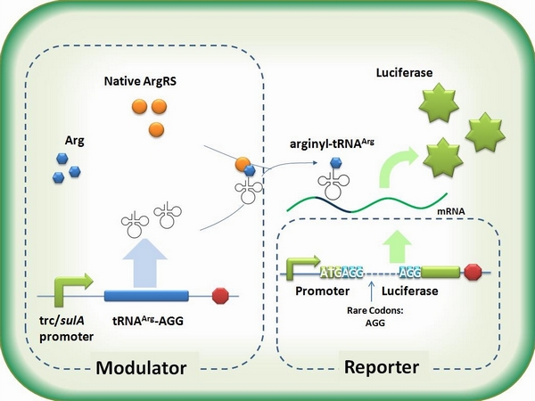 tRNA Modulator+luciferase