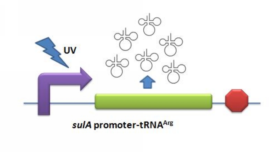 sulA promoter-tRNA(Arg)