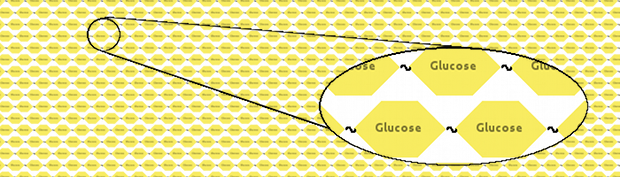 Cellulose represented as long fibres of glucose