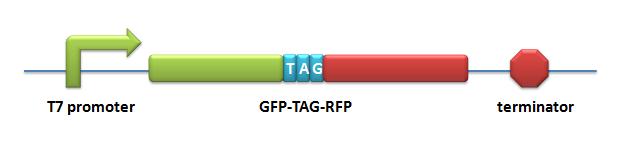 PT7-GFP-TAG-RFP