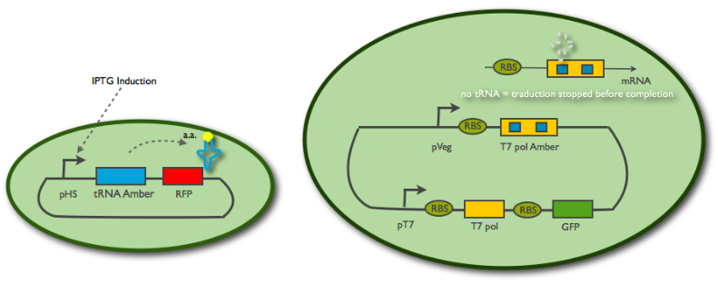 The tRNA diffusion system principle