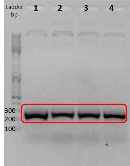 UP AG EPPCR mdnA sample1to4 labeled 2011-06-21 16- 11.jpg