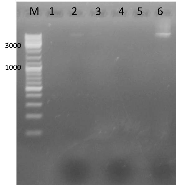 UP AG PCR mdn cluster pARW071 pARW089a pARW089b Nad 2011-08-27.jpg