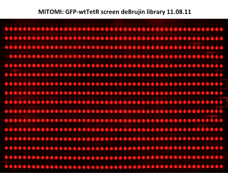 EPFL2011 MITOMI deBrujin GFPwtTetR 110811.png
