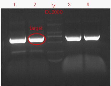 11sjtu 8.30 WTm PCR.jpg