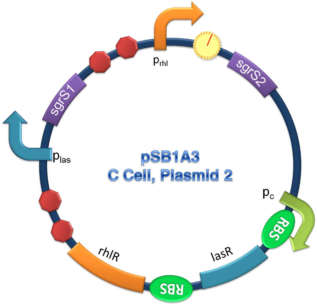 Cell C Plasmid 2.png