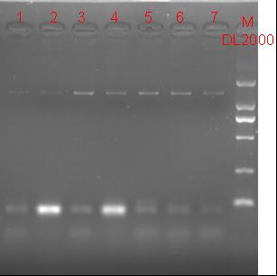 11sjtu 8.15 plasmid aaRS.jpg