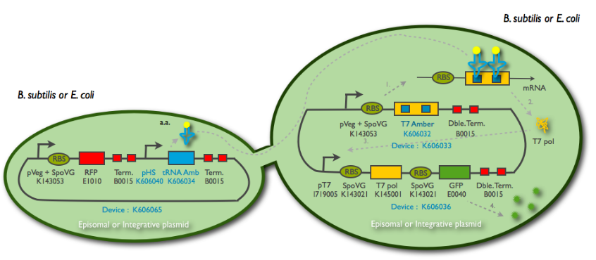 The tRNA Amber diffusion system principle