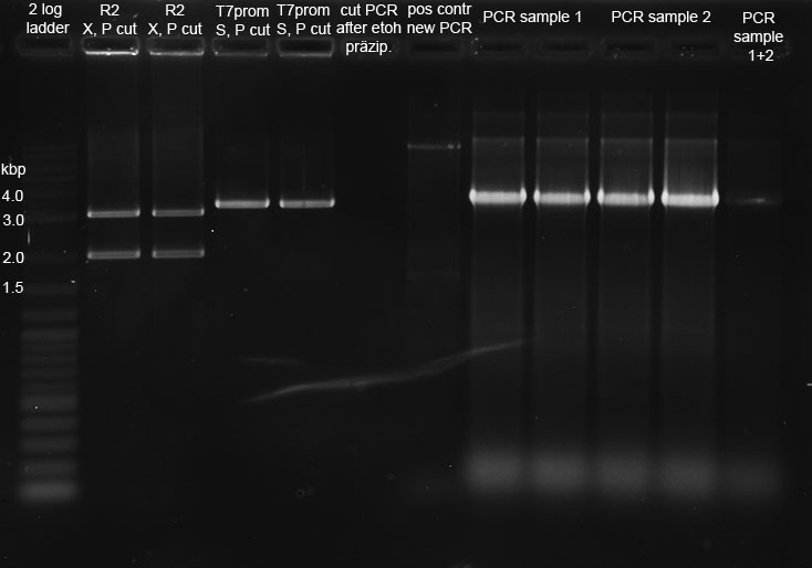 250811 restriction and PCR Alex Thorsten-1.jpg