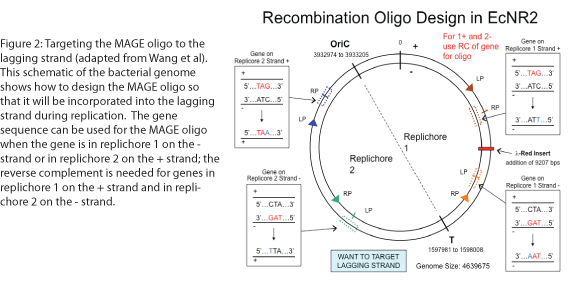 Figure 2: Targeting the MAGE oligo to the lagging strand