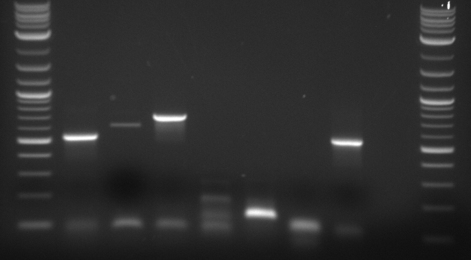 09-14-11 pcr of failed inserts.png