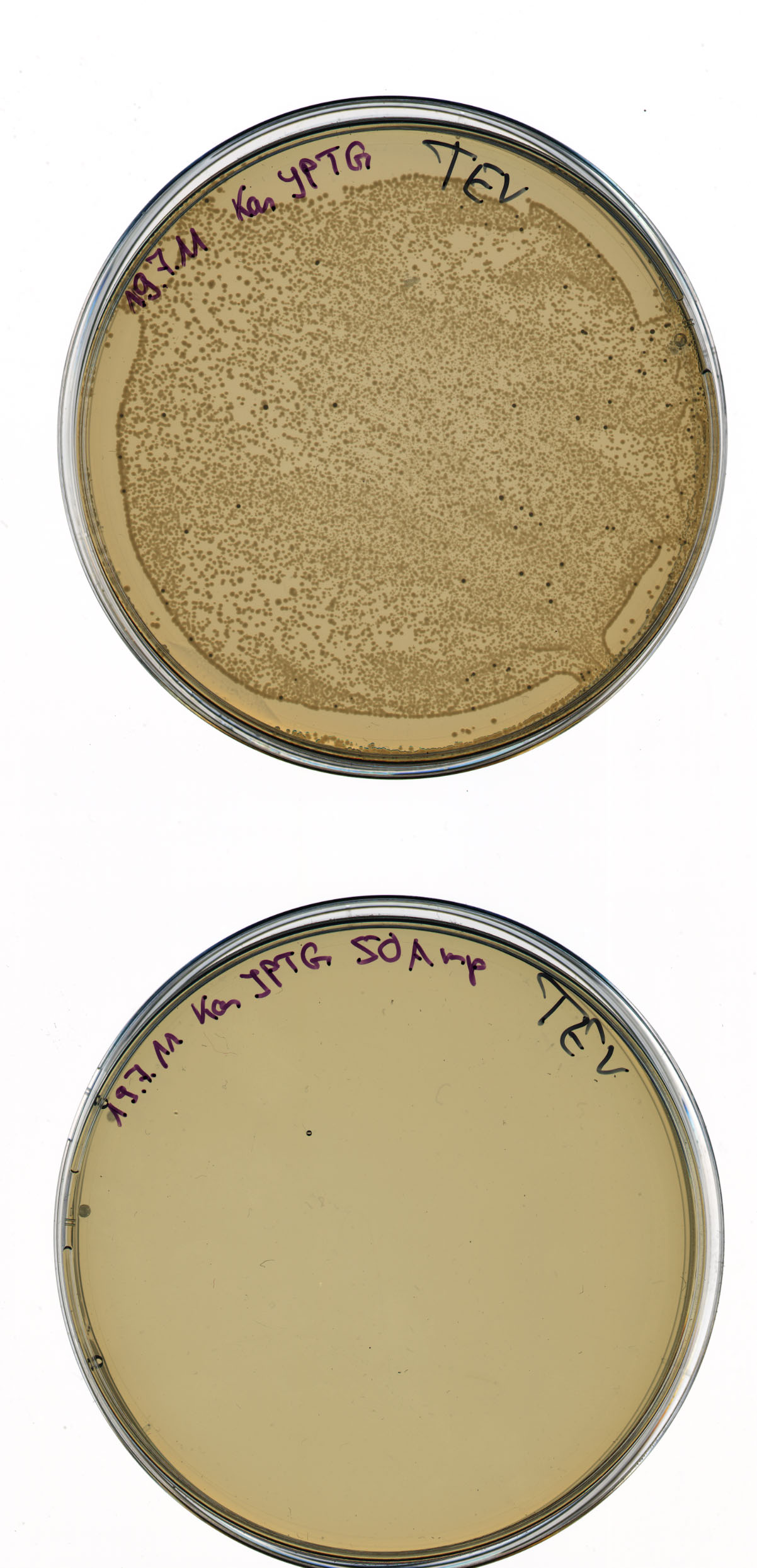 UP resistance test agar plattes with TEV 11-7-20 STW picture1.jpg