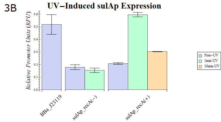 Ut Uv-induced sulAp expression.png