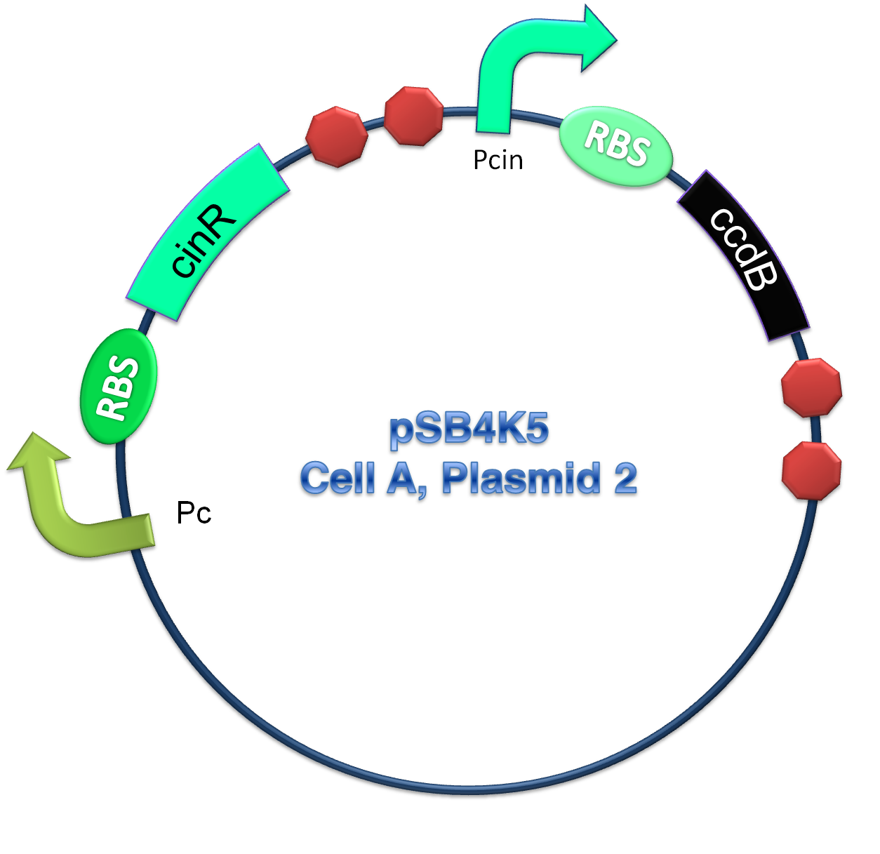Cell A plasmid 2.png