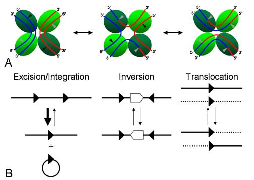 Cre-mediated loxP recombination events. Since loxPsym is symmetrical, all three types of events should take place with equal probability. Thus, some fraction of yeast transformed with the violacein 'expression circles' should integrate all five violacein genes and express the pathway (Source)