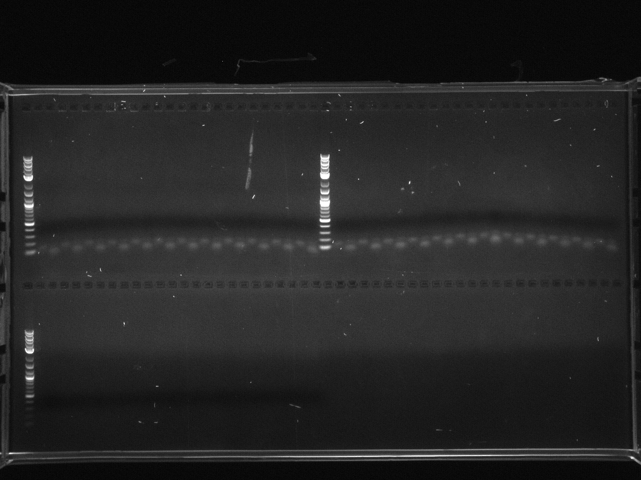 20110913 colony pcr 1 analytic gel.jpg