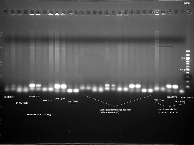 Promoter, flipped position, and initial strain colony PCR 7/5/11