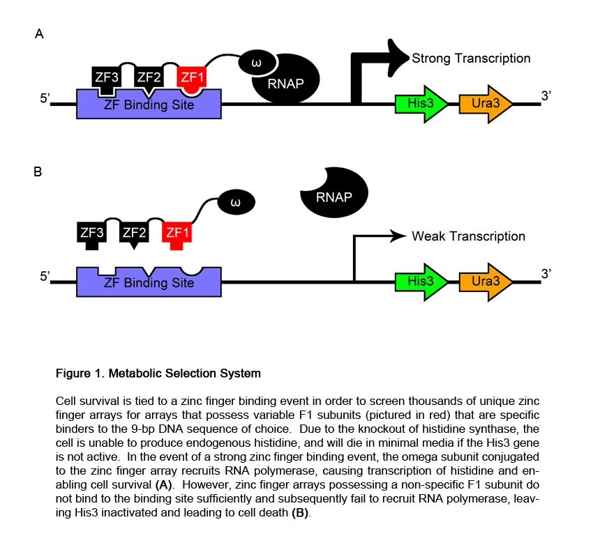 Figure 1: Metabolic Selection Scheme