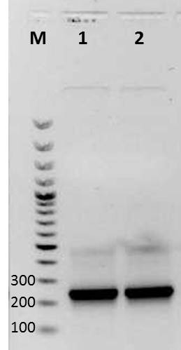 UP AG PCR mdnAmycC 2011-07-01 JE.jpg