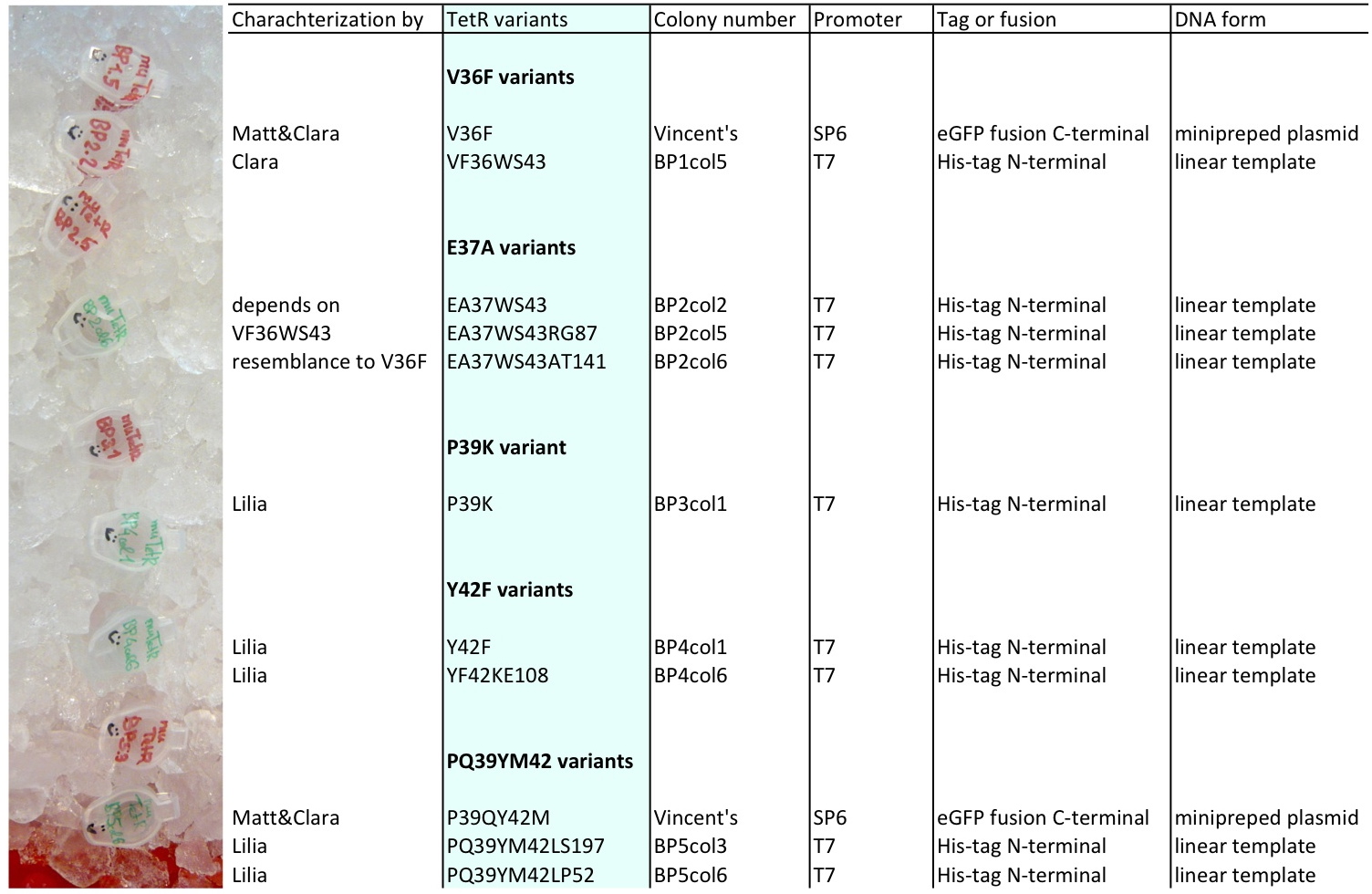 EPFL2011 TetR variants list 24.08.11.jpg