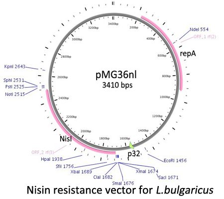 Nisin resistance vector for L.bulgaricus.jpg