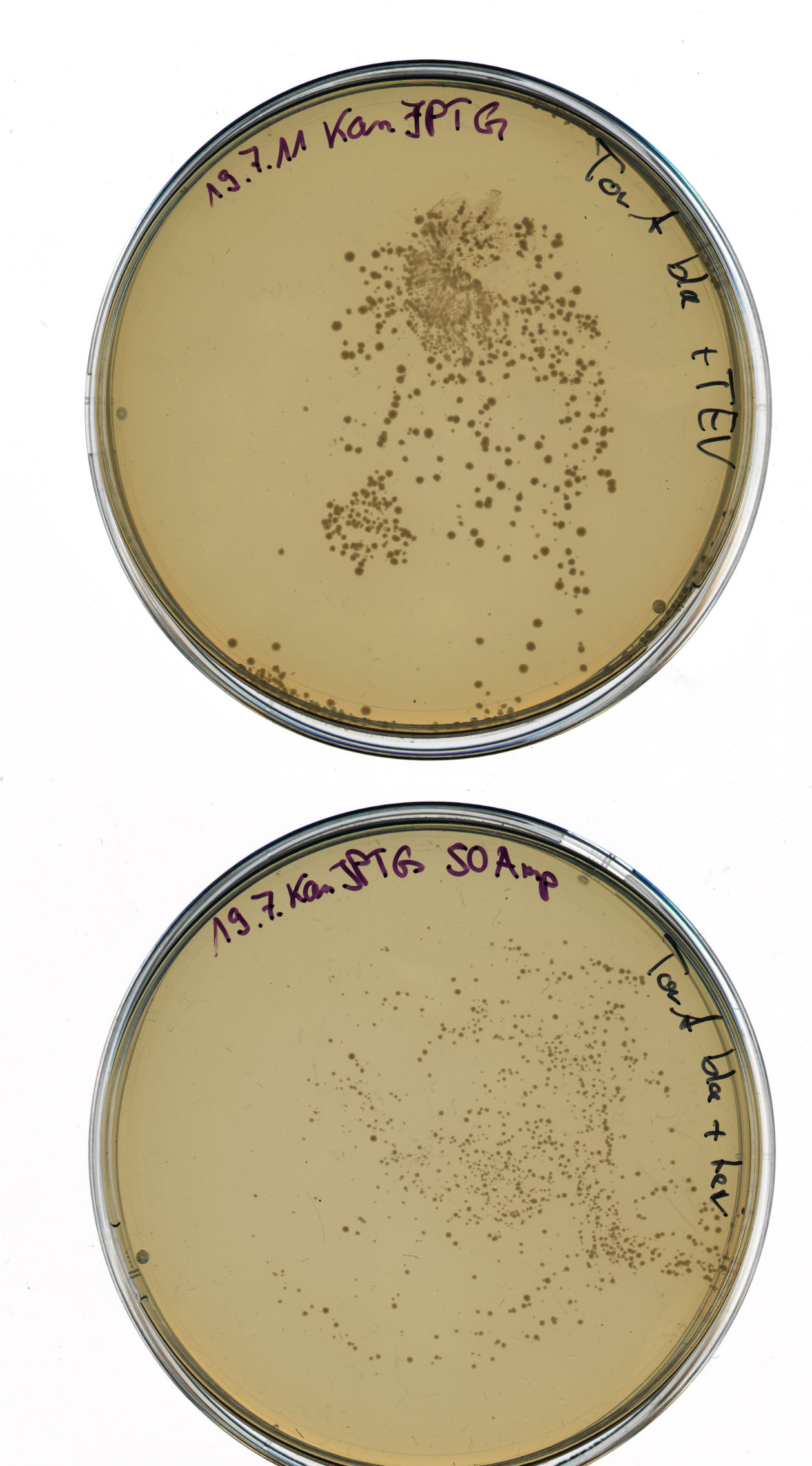 UP resistance test agar plattes with TEV and TorAbla 11-7-20 STW picture1.jpg