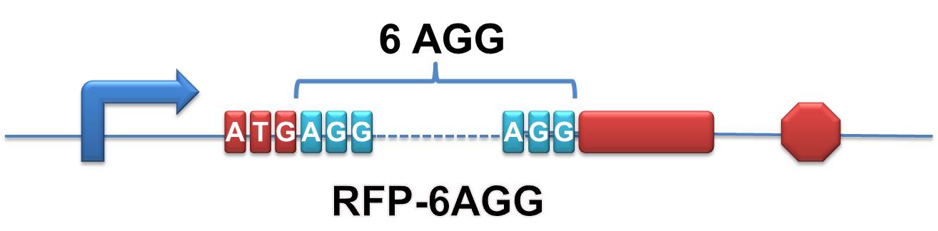 6AGG codons are inserted after the start codon ATG in the reporter gene