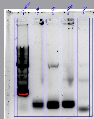 Image-PCR 19-9.JPG