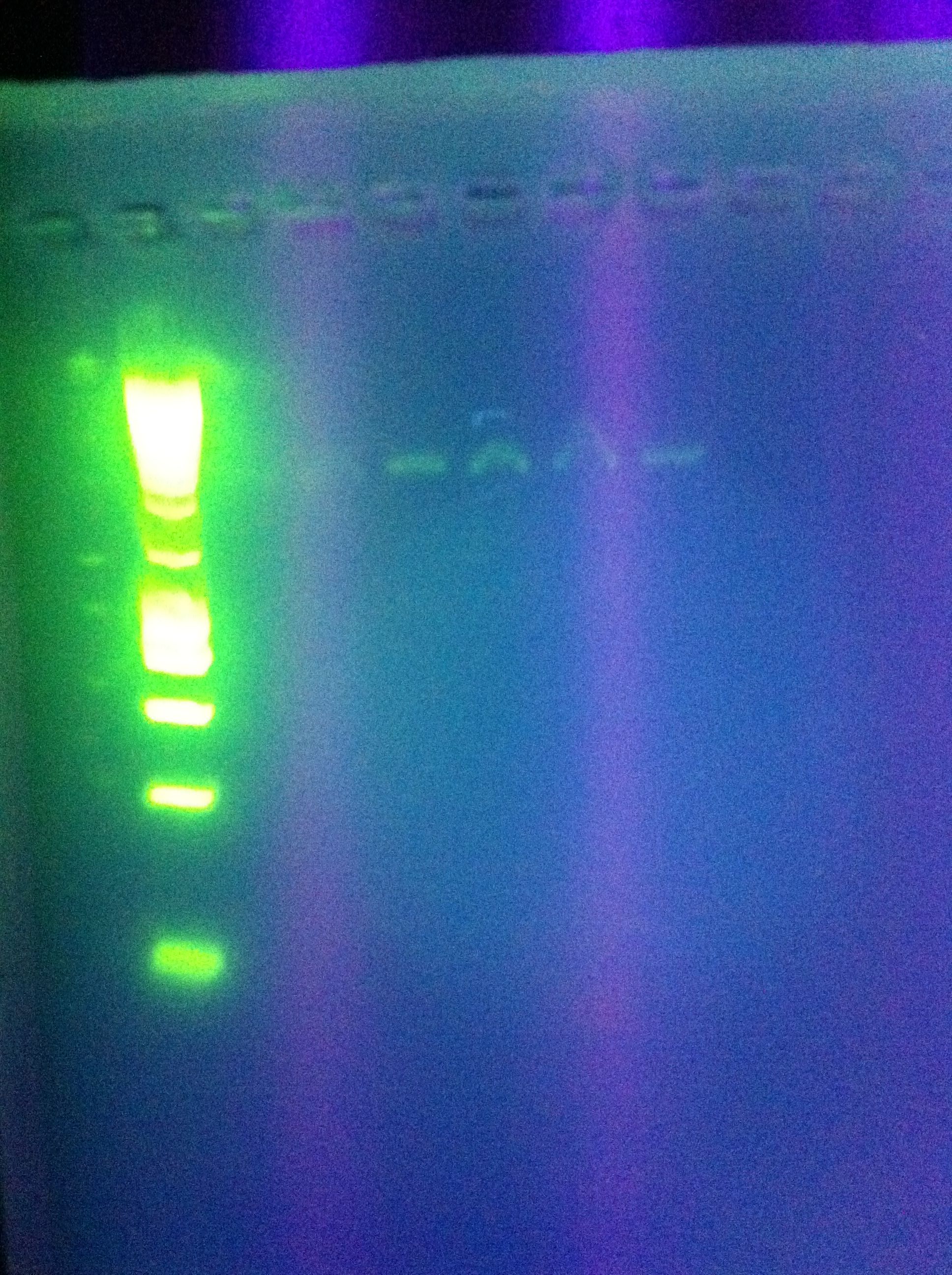 ASU 721 PCR Insert Amplification Attempt 1.jpg