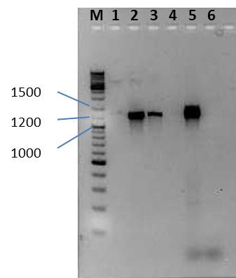UP AG PCR Ara IPTG 2011-08-03 JE.jpg