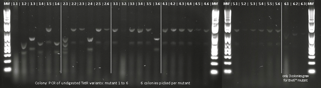 EPFL2011 colony-PCR TetR-variants mutants.png
