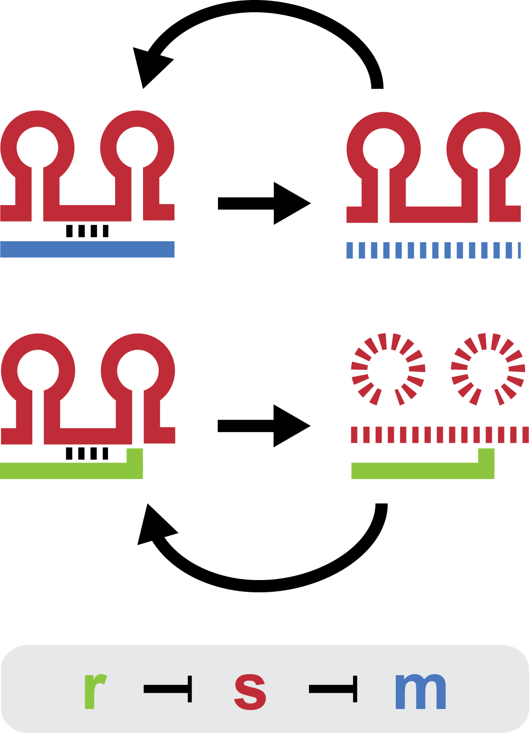 Two-level sRNA regulation. Blue is any target mRNA, red is sRNA and green is trap-RNA.