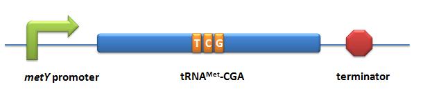 11SJTU-tRNA-met-CGA.jpg