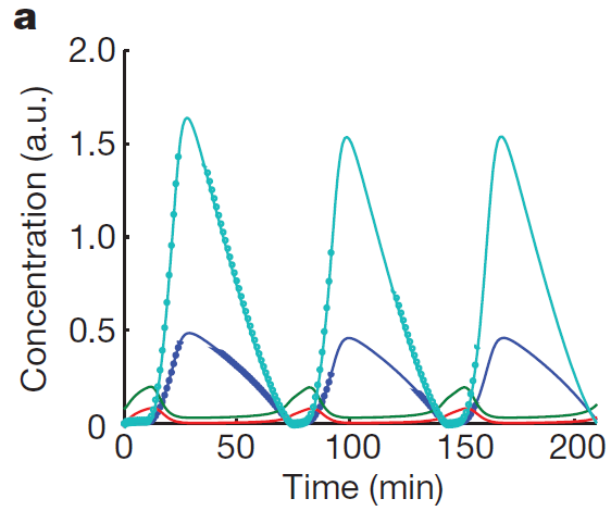 A typical time series of concentrations of LuxI (cyan circles), AiiA (blue circles), internal AHL (green line) and external AHL (red line). LuxI and AiiA closely track each other, and are anti-phase with the concentrations of external and internal AHL. Graph and explanation taken from the article "A synchronized quorum of genetic clocks" [Tal Danino, Octavio Mondragón-Palomino, Lev Tsimring2 & Jeff Hasty, Nature, January 2010