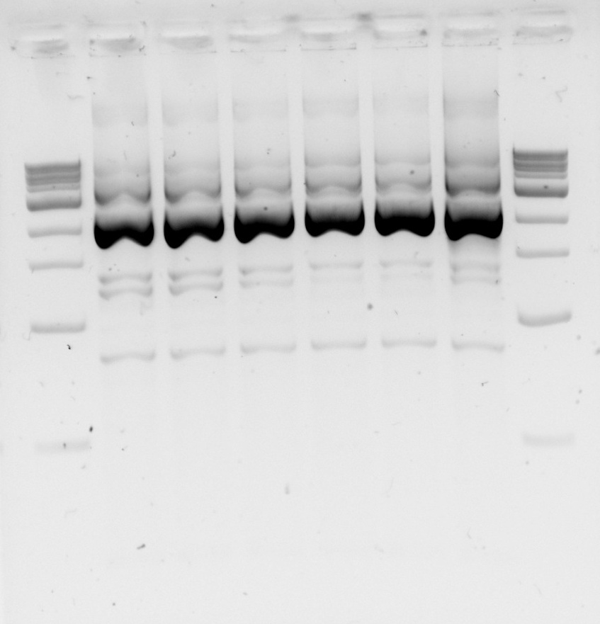 ICL temp.gradient.PCR.8a.8b.jpg