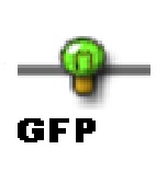 GFP.jpg