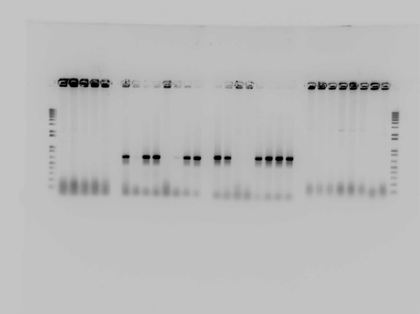 PCR gel 2-8-11.jpg
