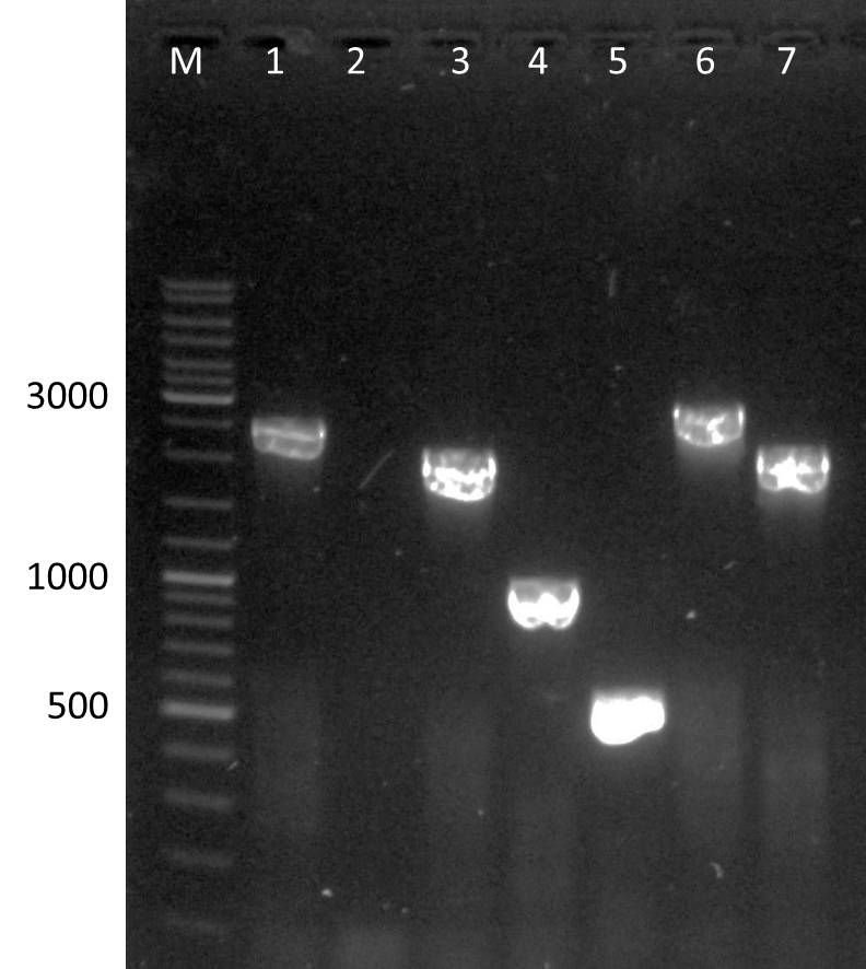 UP PCR biobrick mdnABCDE 2011-08-23.jpg