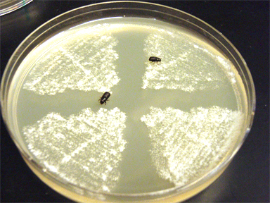 The MPB on a yeast plate.