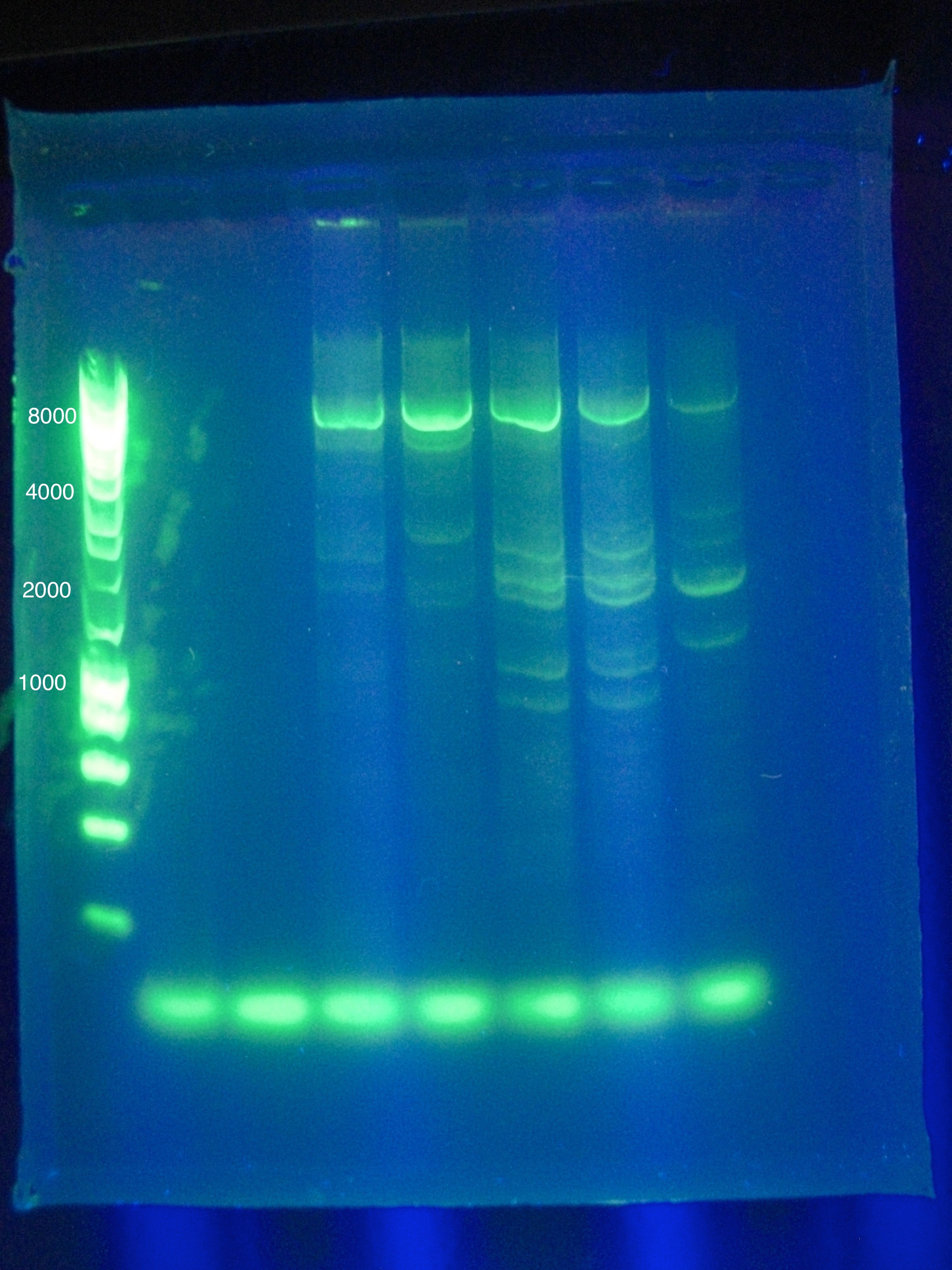 ASU 84 Gel for PCR.jpg