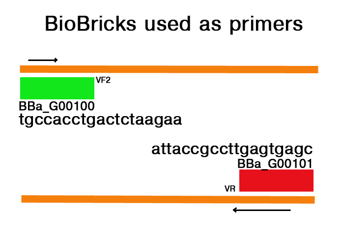 BioBrick Primers.jpg